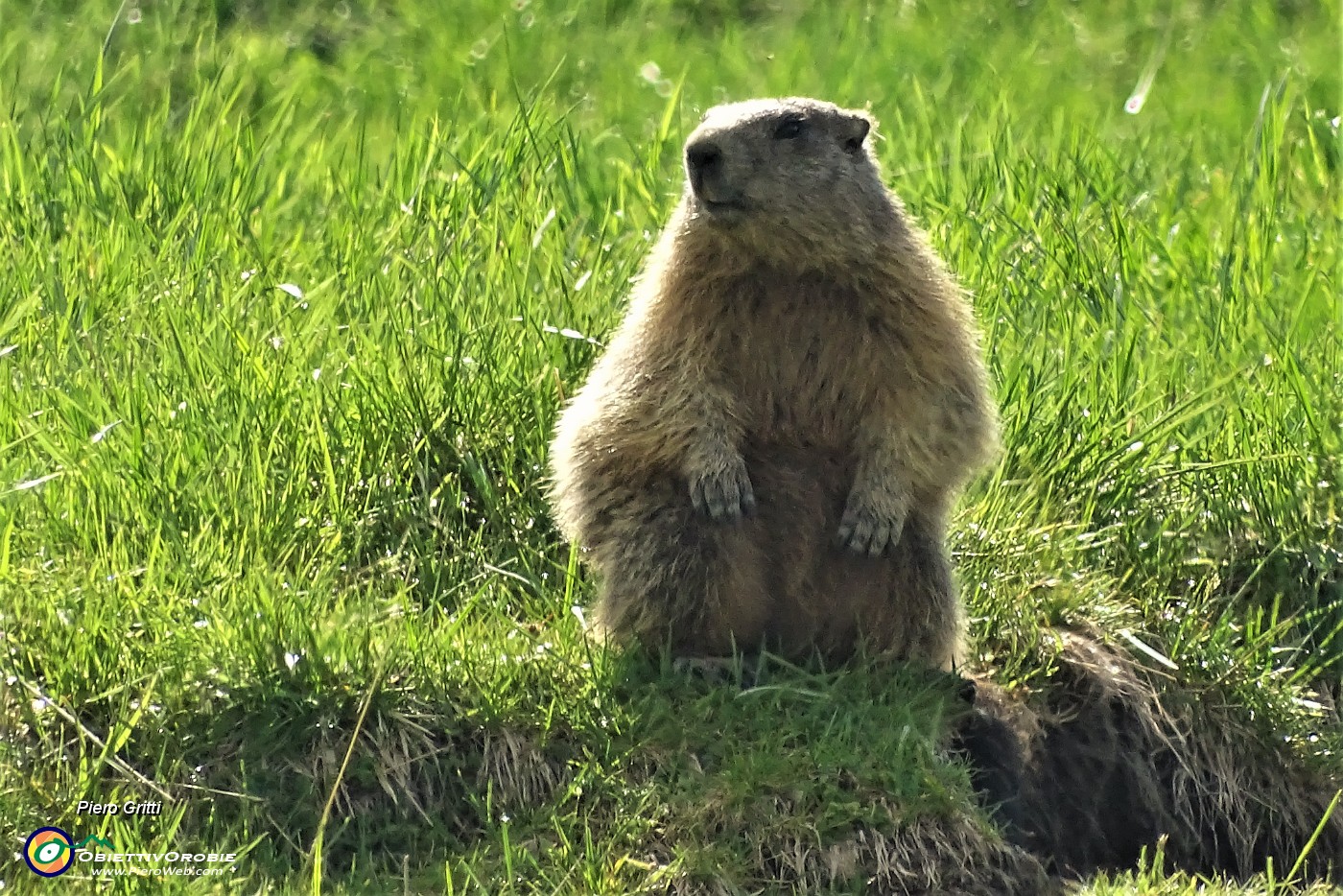 31 Una bella marmotta ci osserva.JPG